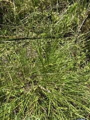 Carex inversa