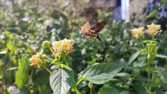 Macroglossum corythus