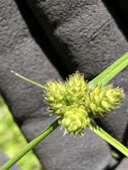 Carex inversa
