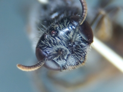 Hypomacrotera