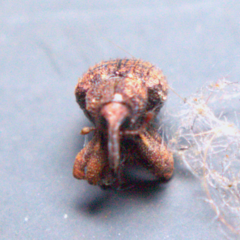 Conotrachelus posticatus