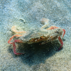 Achelous xantusii