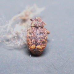 Conotrachelus posticatus