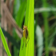 Euscyrtus concinnus