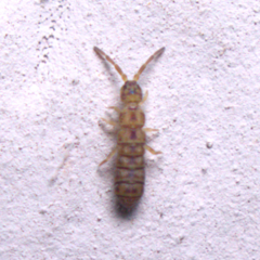 Orchesella villosa