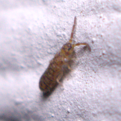 Orchesella villosa