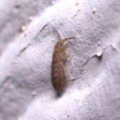 Orchesella villosa