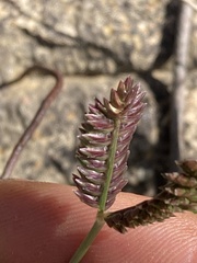 Eleusine tristachya