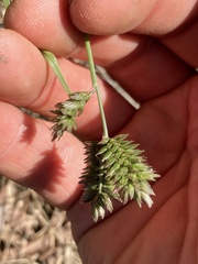 Eleusine tristachya