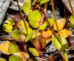 Gonocarpus micranthus