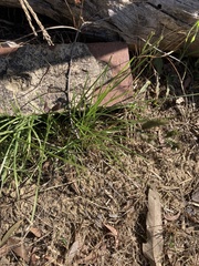 Eleusine tristachya