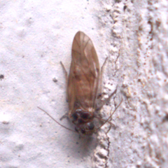 Peripsocus