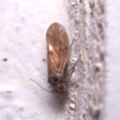 Peripsocus