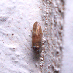 Peripsocus