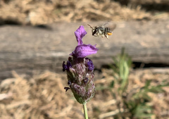 Pseudoanthidium repetitum