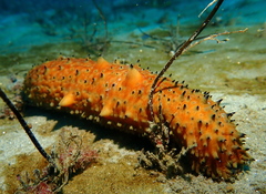 Apostichopus parvimensis