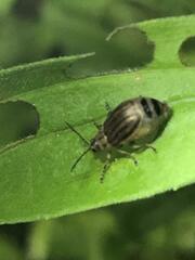 Ophraella notulata