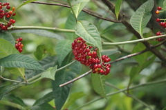 Psychotria tenuifolia