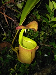 Nepenthes bicalcarata