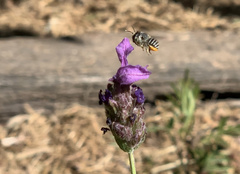 Pseudoanthidium repetitum