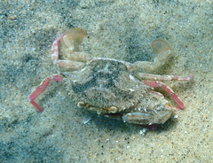 Achelous xantusii
