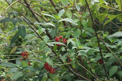 Psychotria tenuifolia