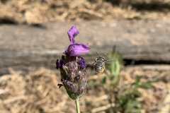 Pseudoanthidium repetitum