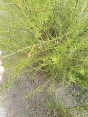 Daviesia umbellulata