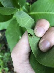 Poecilocapsus lineatus