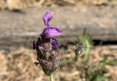 Pseudoanthidium repetitum