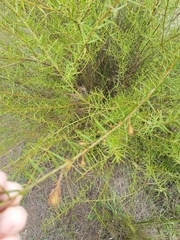 Daviesia umbellulata