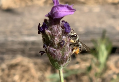 Pseudoanthidium repetitum