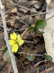 Goodenia hederacea