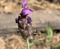 Pseudoanthidium repetitum