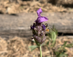 Pseudoanthidium repetitum