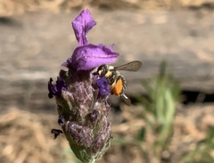 Pseudoanthidium repetitum