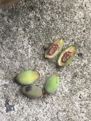 Ficus sarmentosa nipponica