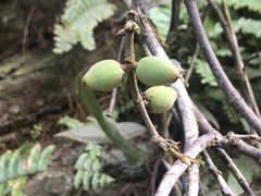 Ficus sarmentosa nipponica