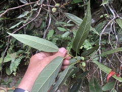 Ficus sarmentosa nipponica