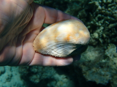 Lamarcka ventricosa