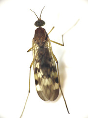 Sylvicola notatus