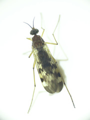 Sylvicola notatus