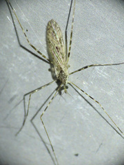 Amphineurus