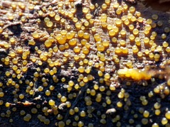 Dacrymyces