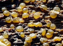Dacrymyces