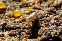 Isotomurus