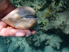 Lamarcka ventricosa