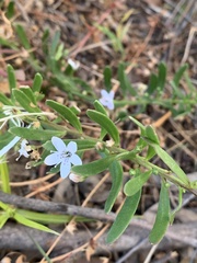 Myoporum parvifolium