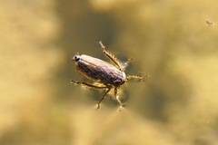 Athysanini