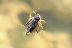 Athysanini